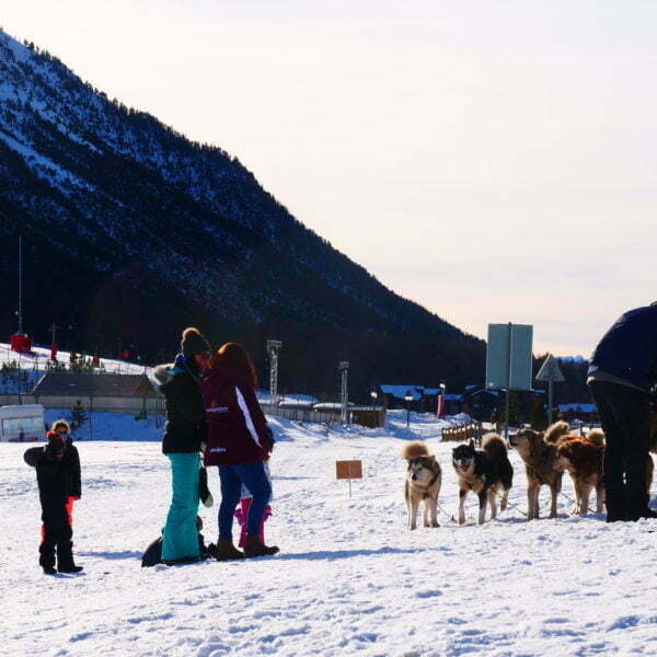 Chiens de traîneau - Montgenèvre - Station Famille des Hautes-Alpes