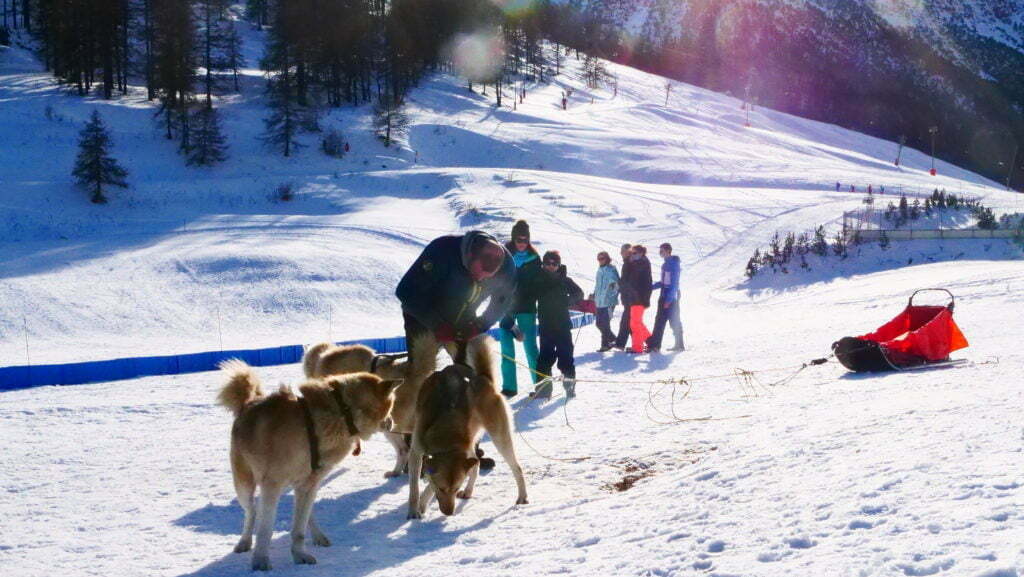 Chiens de traîneau - Montgenèvre - Station Famille des Hautes-Alpes
